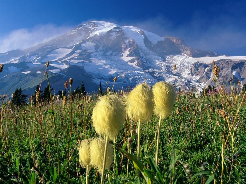 Mountain with Wildflowers — Green, Serene, Summer, Photograph, Snow, Sky