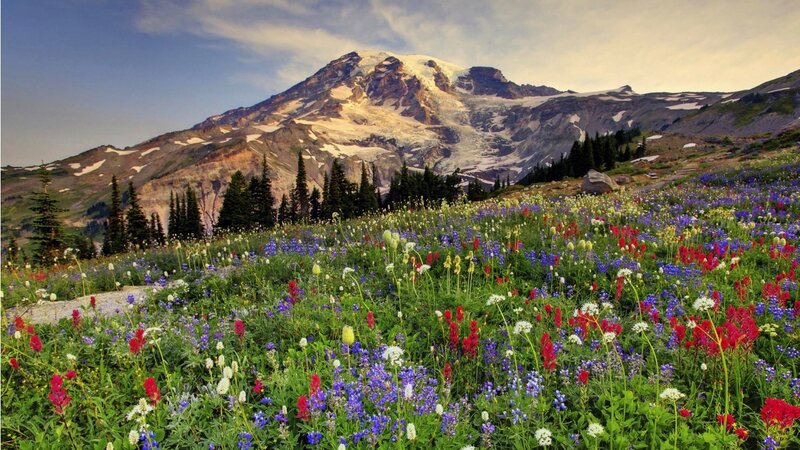 Mountain with Wildflowers — Green, Serene, Summer