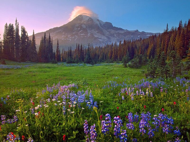 Mountain with Wildflowers — Green, Serene, Sunrise