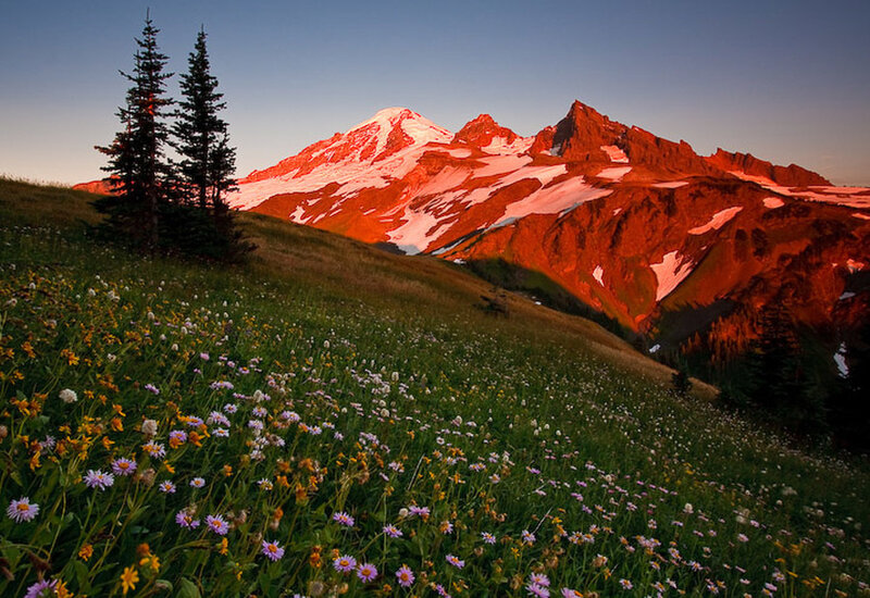 Mountain with Wildflowers — Green