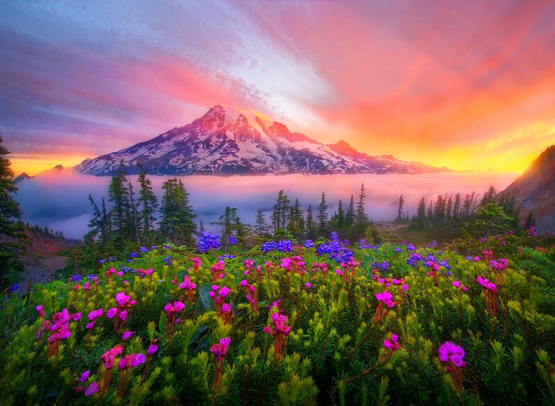 Mountain with Wildflowers — Pink, Dramatic