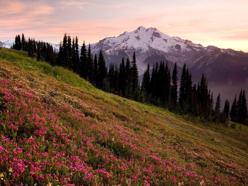 Mountain with Wildflowers — Pink, Serene, Sunset, Photograph, Snow-capped Peak, Evergreen Trees