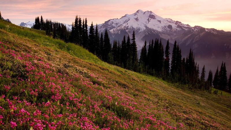 Mountain with Wildflowers — Pink, Serene, Sunset, Photograph, Snow-capped Peak