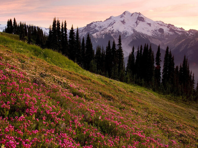 Mountain with Wildflowers — Pink, Serene