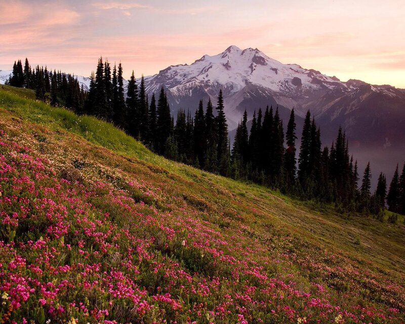Mountain with Wildflowers — Pink