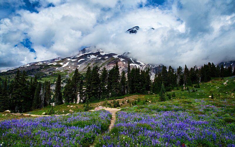 Mountain with Wildflowers — Purple, Dramatic, Summer