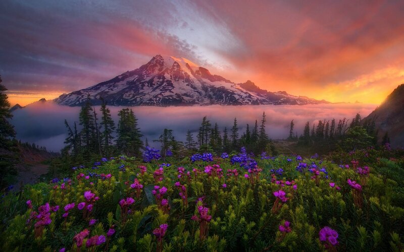Mountain with Wildflowers — Purple, Dramatic, Sunrise, Photograph