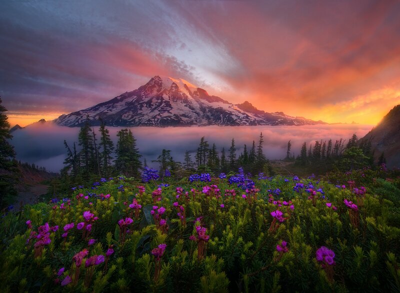 Mountain with Wildflowers — Purple, Dramatic, Sunrise