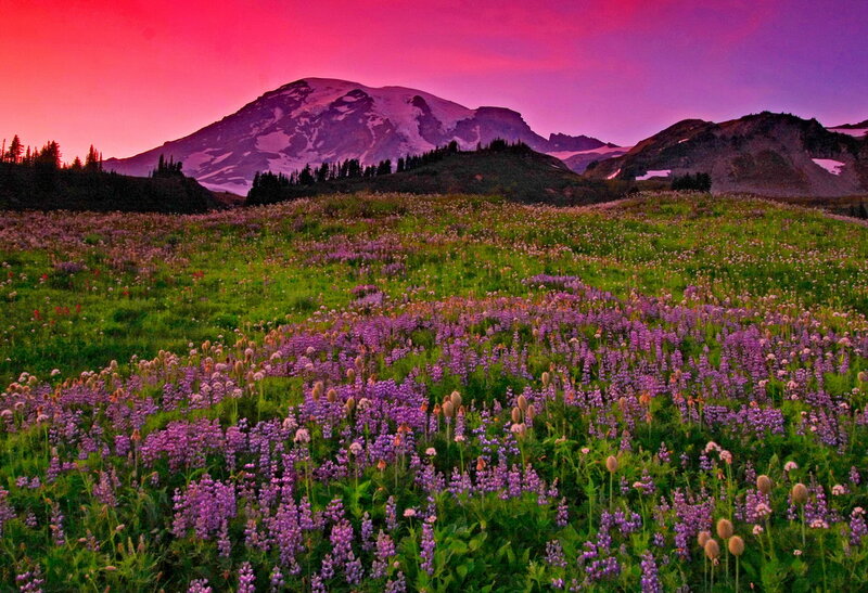 Mountain with Wildflowers — Purple, Dramatic, Sunset