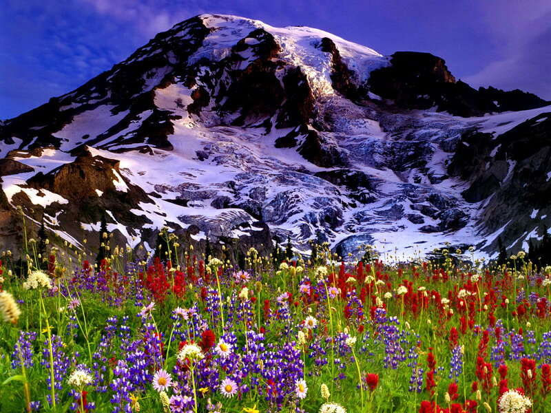 Mountain with Wildflowers — Purple, Dramatic