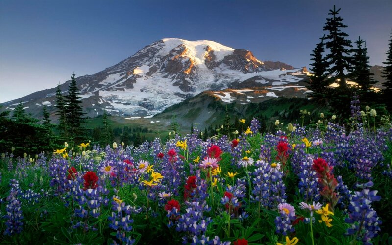 Mountain with Wildflowers — Purple, Serene, Morning