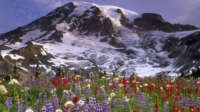 Mountain with Wildflowers — Purple, Serene, Summer, Photograph, Snow