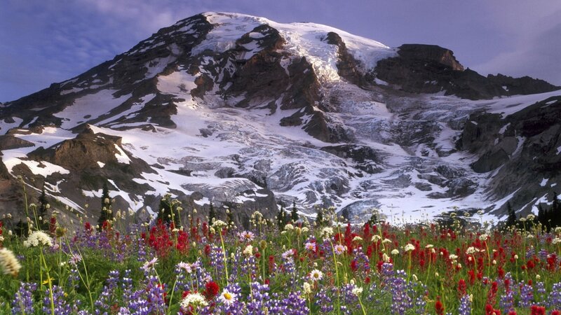 Mountain with Wildflowers — Purple, Serene, Summer