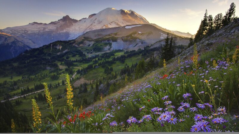 Mountain with Wildflowers — Purple, Serene, Sunrise, Photograph