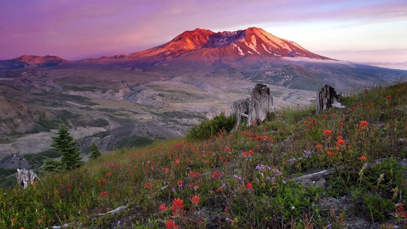 Mountain with Wildflowers — Purple, Serene, Sunrise, Photograph, Tree Stumps
