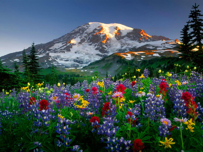 Mountain with Wildflowers — Purple, Serene, Sunrise
