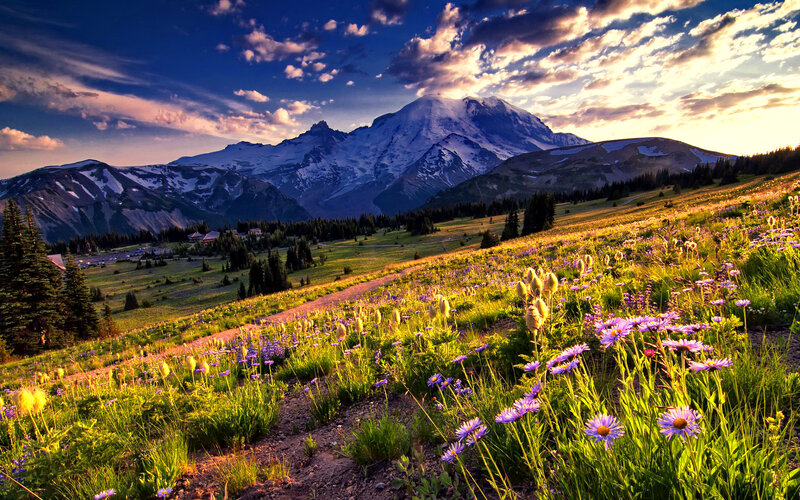 Mountain with Wildflowers — Purple, Serene, Sunset, Photograph, Snow-capped Mountain, Forest