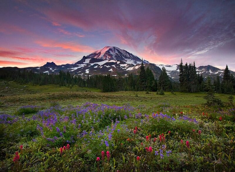 Mountain with Wildflowers — Purple, Serene, Sunset