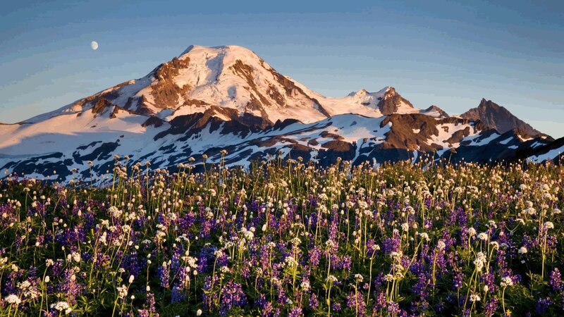 Mountain with Wildflowers — Purple, Serene