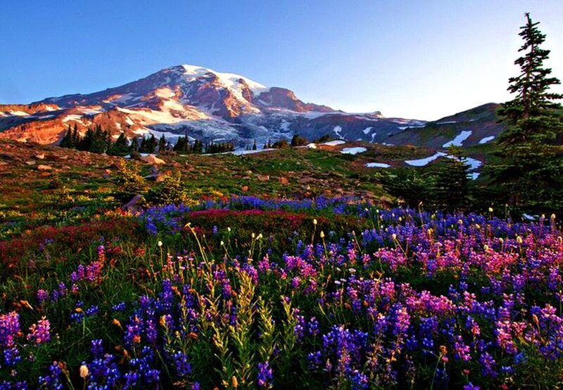 Mountain with Wildflowers — Purple