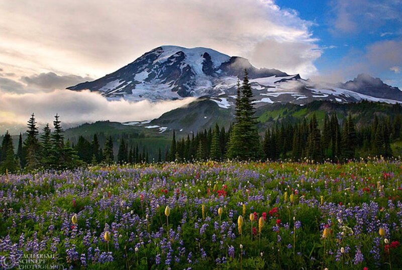 Mountain with Wildflowers