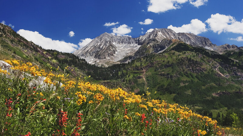 Mountain with Wildflowers — Yellow