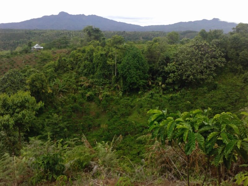 Mountainous Forest Landscape — Green
