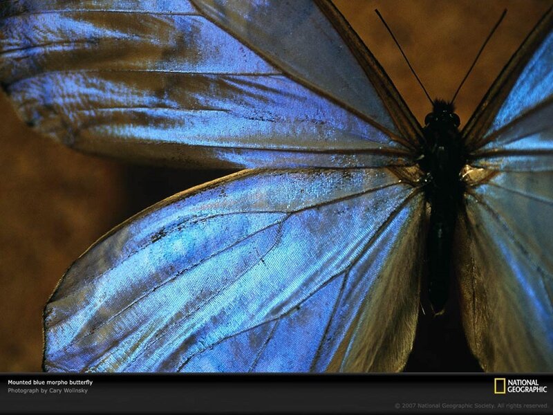 Mounted blue morpho butterfly