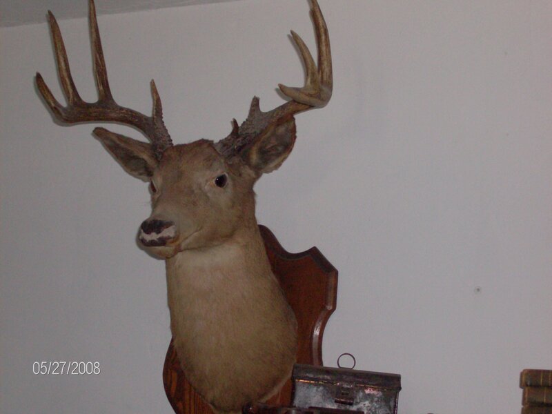 mounted deer head trophy
