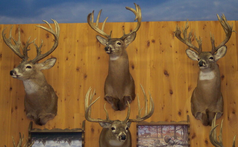 Mounted Deer Heads