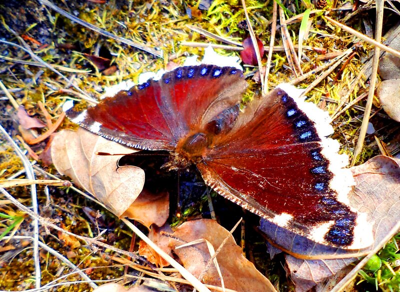 Mourning Cloak Butterfly — Brown, Natural