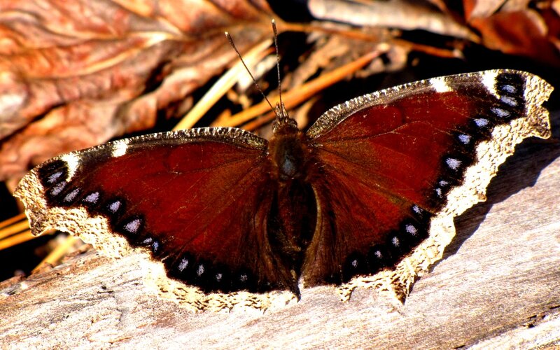Mourning Cloak Butterfly — Brown