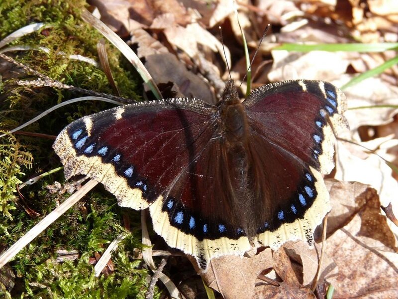 Mourning Cloak Butterfly