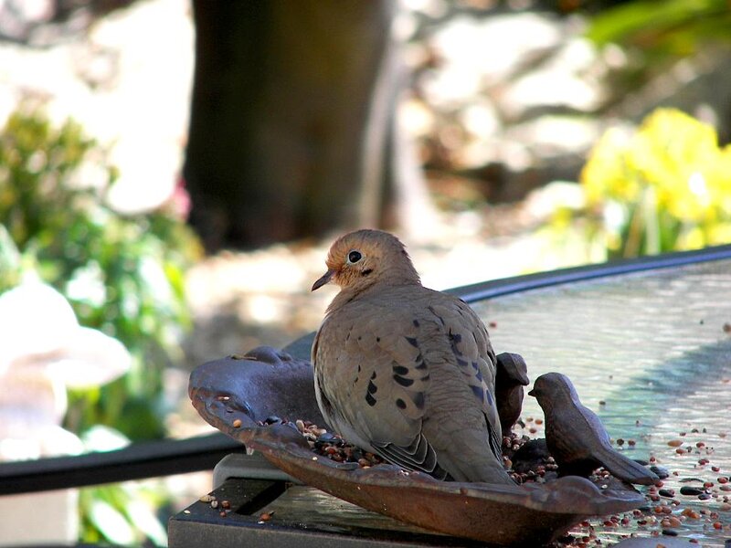 Mourning Dove at Feeder