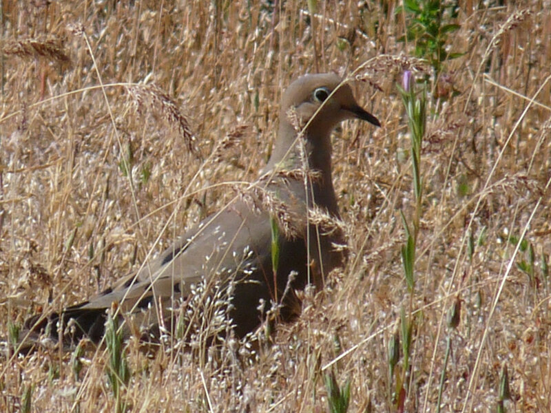 Mourning Dove in Grass