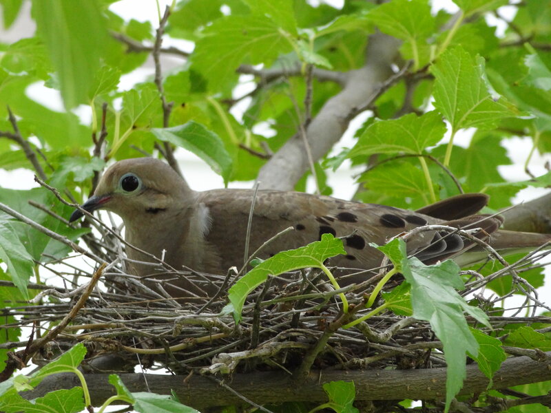 Mourning Dove in Nest