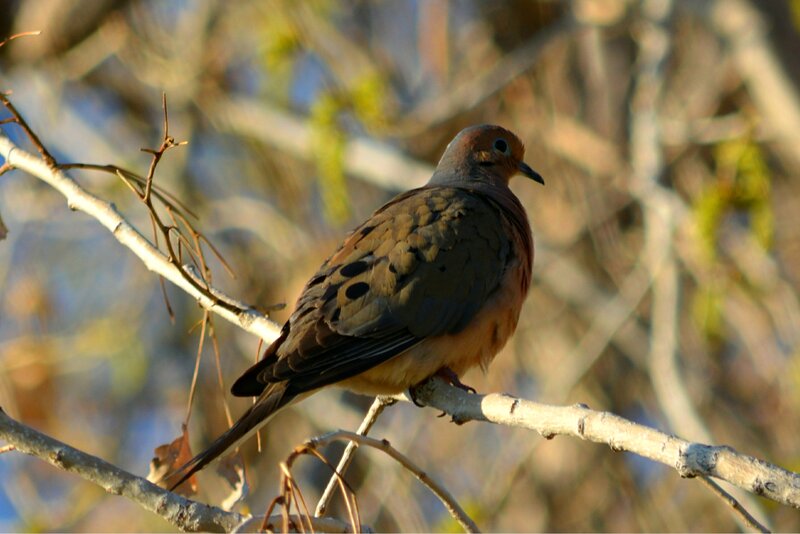 Mourning Dove on Branch — Brown