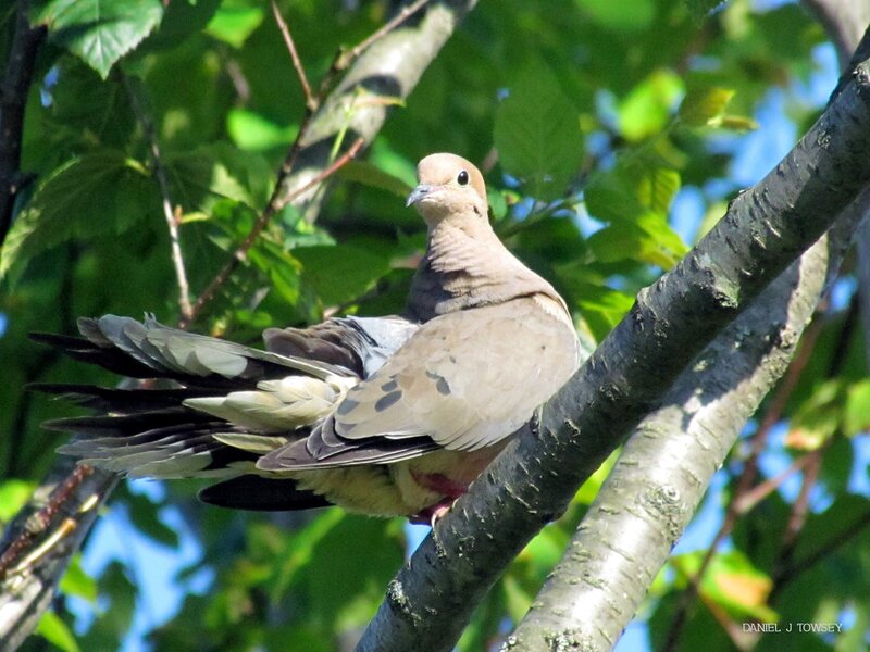 Mourning Dove on Branch — Green