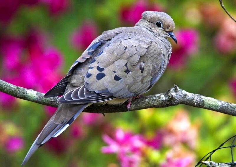 Mourning Dove on Branch