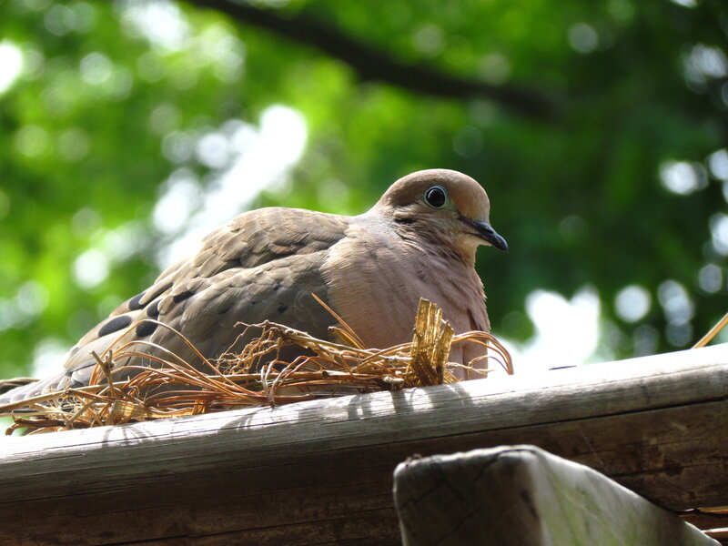 Mourning Dove on Nest