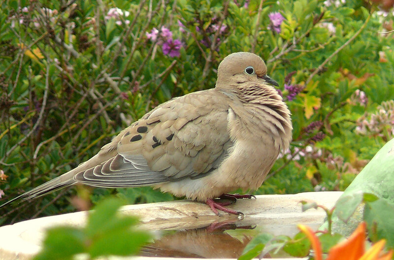 Mourning Dove Perched — Brown, Calm, Afternoon, Photograph
