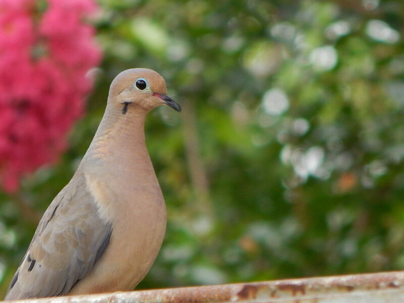 Mourning Dove Perched — Brown, Calm