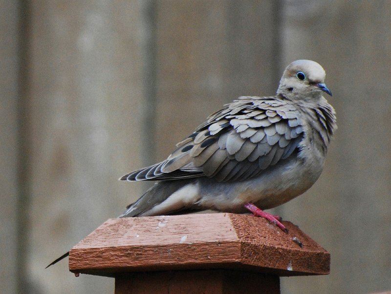 Mourning Dove Perched — Brown