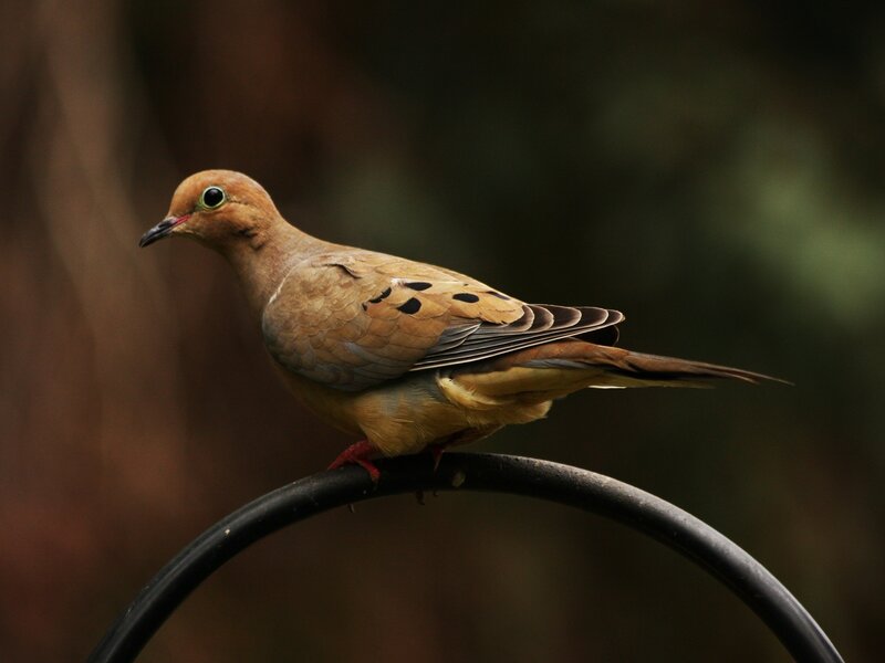 mourning dove perched on a wire