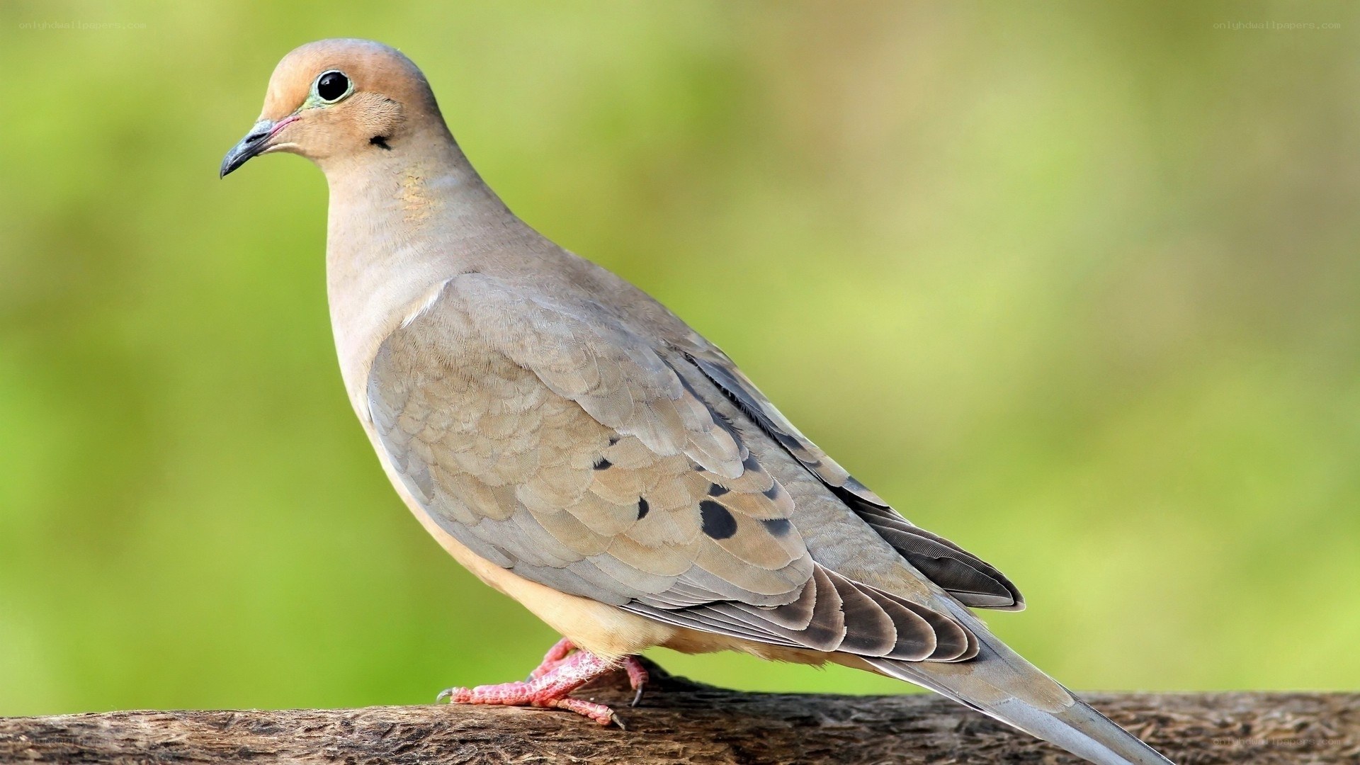 mourning dove perched on branch