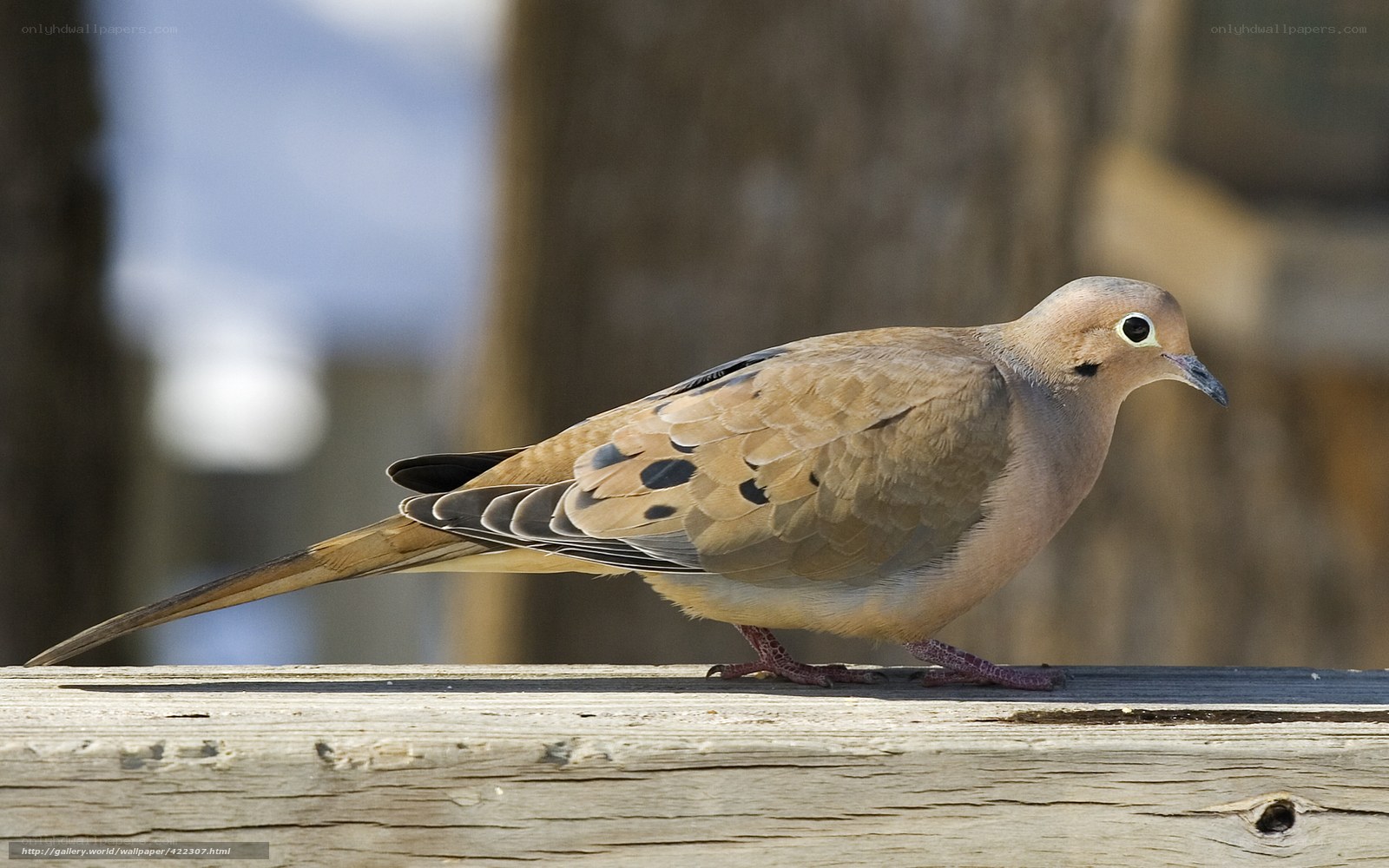 Mourning dove perched on wood