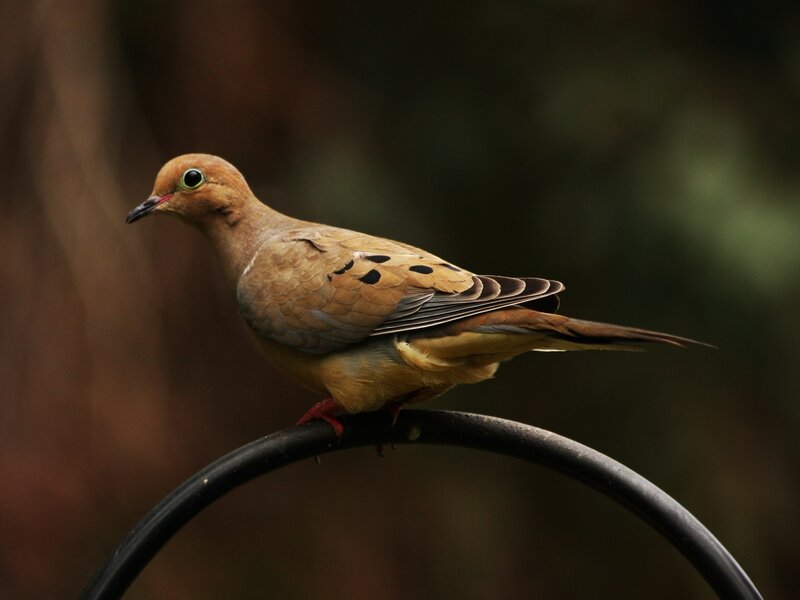 Mourning Dove Perched