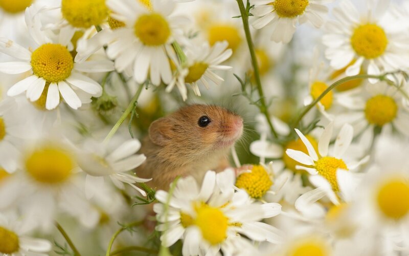 Mouse among daisies