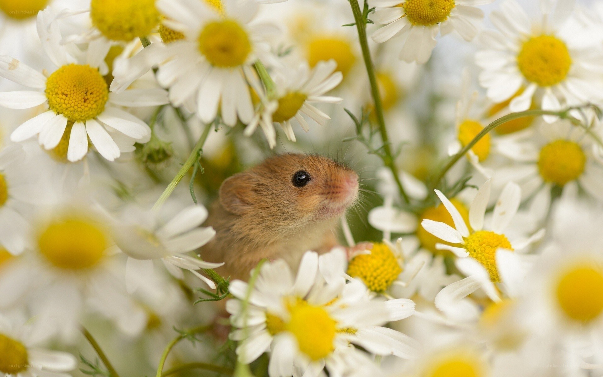 Mouse among daisies