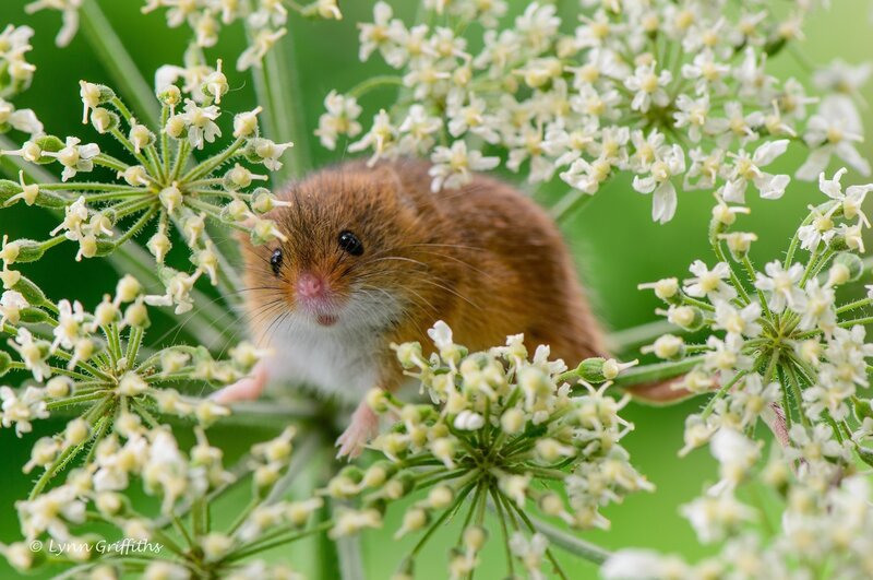 Mouse among white flowers